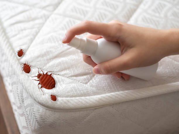 Pest Prevention Services in Denton, TX