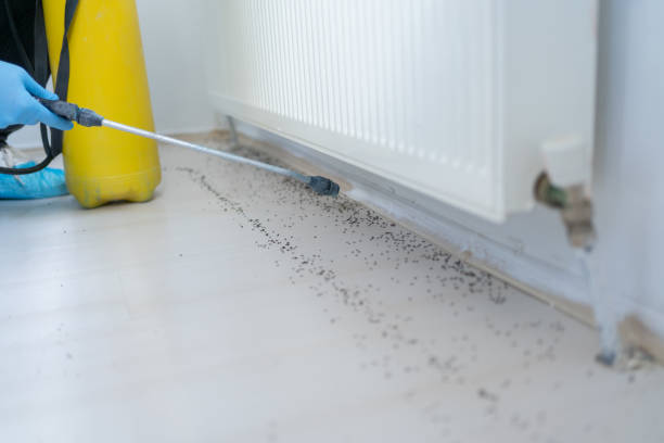 Best Pest Control Near Me  in Denton, TX